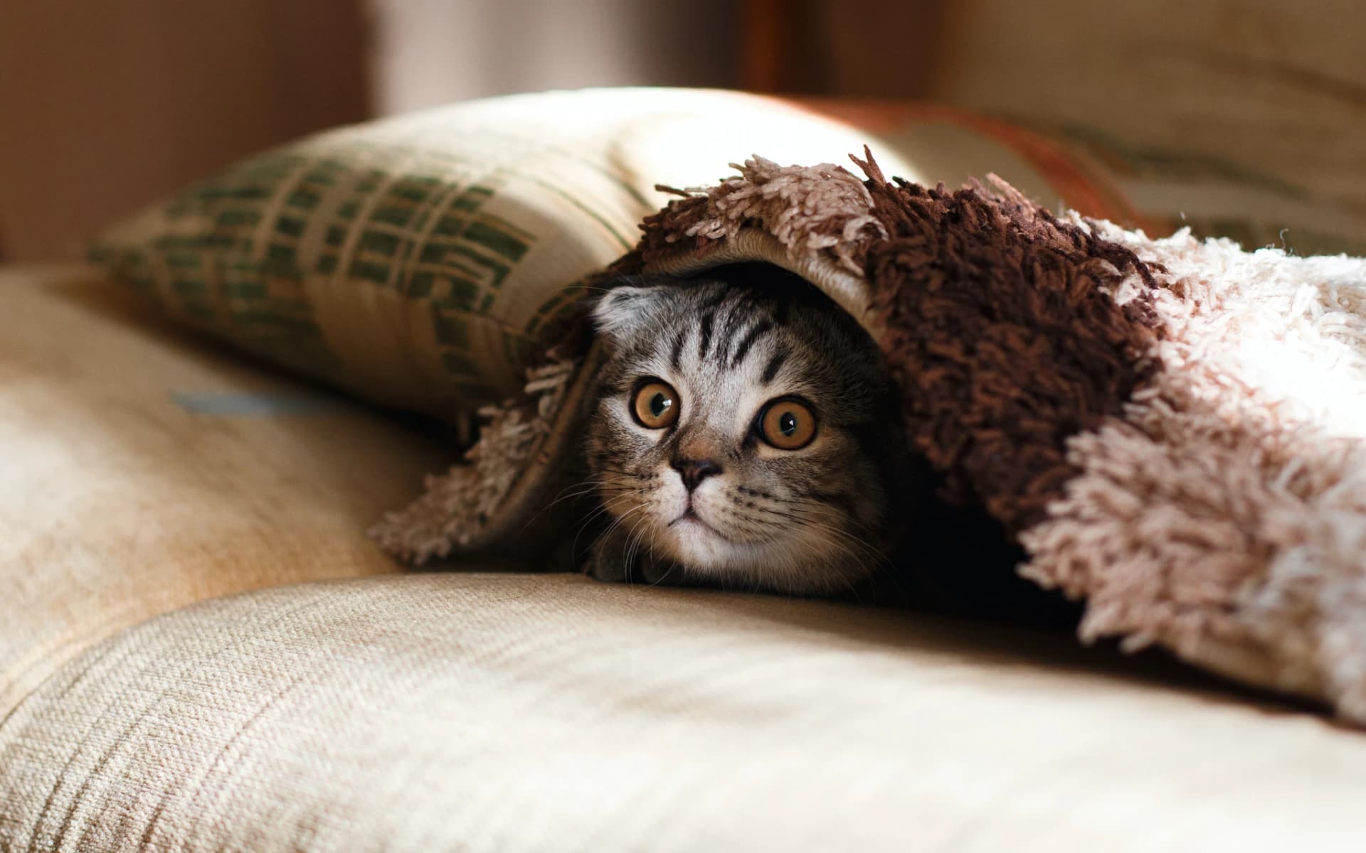 a cat under some sheets